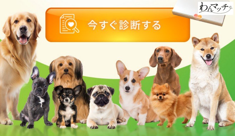 愛犬のこともっと知りたくないですか?DNAで導く相性診断‘’わんマッチ‘’情報サイト